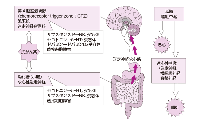 がん診療ガイドライン 制吐療法 診療ガイドライン