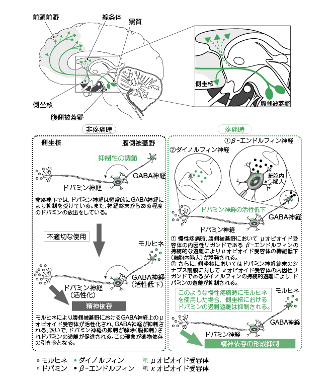 がん診療ガイドライン│がん疼痛薬物療法│薬理学的知識 がん診療ガイドライン│がん疼痛薬物療法│薬理学的知識