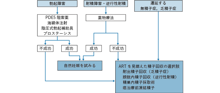 挙児希望のある男性がん患者における治療終了後のアルゴリズム